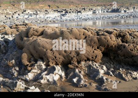 Versteinerte Korallen bei Ogmore-by-Sea, Wales Stockfoto