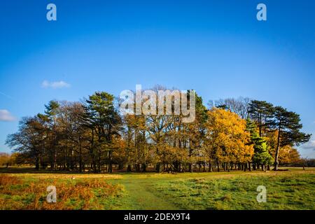 Ein wunderschöner kleiner Cops im Bushy Park in Surrey. Herbstliche Farben führen in den Winter. Stockfoto