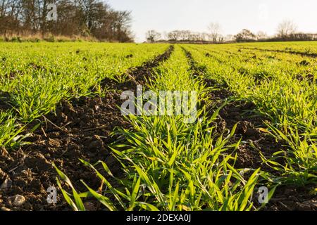 Die Linien der jungen Triebe des Winterweizens auf dem Feld im Herbst. Viel Hadham, Hertfordshire. VEREINIGTES KÖNIGREICH Stockfoto