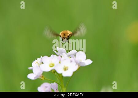 Dunkelkantige Bienenfliege (Bombylius major) füttert Kuckuckblume, Wales April Stockfoto