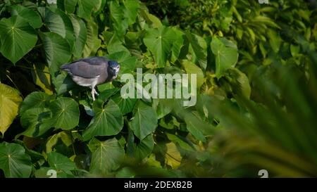 Schwarzer Nachtreiher (Nycticorax nycticorax) Sie auf großen grünen Blättern stehend betrachten Stockfoto