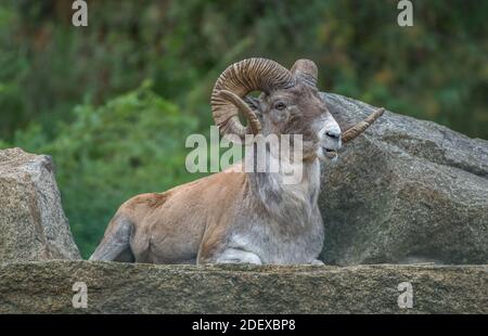 Marco-Polo-Schaf (Ovis ammon Polii), Tierpark, Friedrichsfelde, Lichtenberg, Berlin, Deutschland Stockfoto