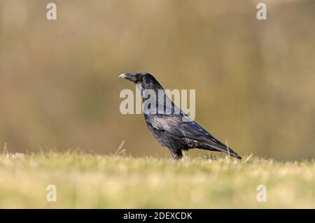 Aas Crow (Corvus corone) Wandern auf Grasboden, Wales, März Stockfoto