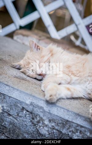 Eine schöne Katze schläft an einer Wand in Ravello Kampanien Italien. Stockfoto