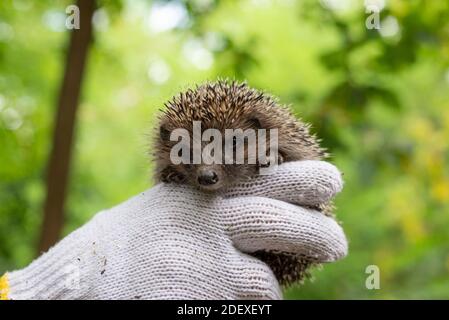 Hält einen kleinen Igel in Handschuhen. Auf einem grünen Bokeh Hintergrund. Wildtiere, stachelige Dornen eines Igels in den Händen eines Kerls, hält ihn in Handschuhen Littl Stockfoto