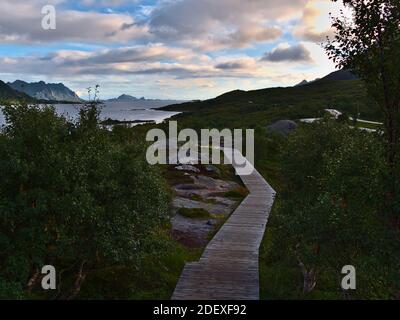 Hölzerne Fußgängerbrücke führt zu einem Aussichtspunkt an der Küste des Austnesfjords, einem Fjord auf der Insel Austvågøy, Lofoten im Norden Norwegens mit Bäumen. Stockfoto