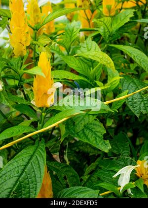 Eine schwarze Hornisse (Synoeca Septentrionalis) auf der Lollipop Pflanze / Golden Shrimp Pflanze (Pachystachys lutea), Pflanze mit der Form eines gelben Mais Cob Stockfoto