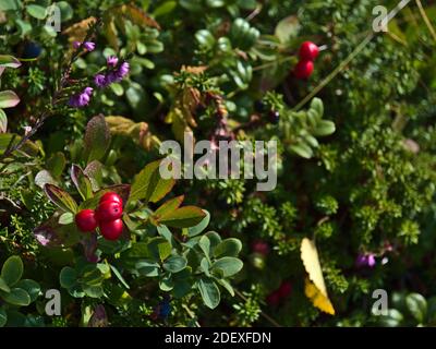 Nahaufnahme der Bergflora der Lofoten auf der Insel Vestvågøy, Norwegen mit den roten Beeren des Cornus suecica (auch Zwergkornell oder Bunchbeere). Stockfoto