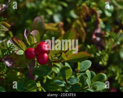 Nahaufnahme von leuchtend roten Beeren, Frucht der Cornus suecica Pflanze (auch Zwergkornell, Bunchbeere), umgeben von grünen Blättern auf einem Berg. Stockfoto