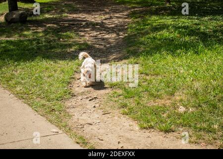 White Mongrel Hund zu Fuß auf einem Feldweg in einem Garten Stockfoto