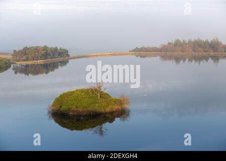 Kleine bewachsene Insel ist von ruhigem Wasser umgeben, das den Winterhimmel wie ein Spiegel reflektiert. Nur gestört durch die darauf schwimmenden weißen Vögel. Stockfoto