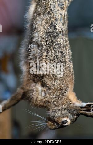 Tödter toter Hase hängt kopfüber von seinem Pfotenhasen Tote gejagt Stockfoto