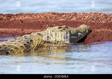 Großes Reptil-nilkrokodil mit geöffnetem Mund. Crocodylus niloticus, größtes Krokodil in Afrika, Chamo See, Arba Minch Äthiopien, Afrika Tierwelt Stockfoto