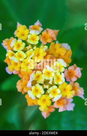 Lantana Camara Blumen im Garten. Äthiopien Chamo See, Afrika Stockfoto