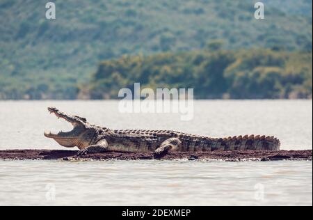 Großes Reptil-nilkrokodil mit geöffnetem Mund. Crocodylus niloticus, größtes Krokodil in Afrika, Chamo See, Arba Minch Äthiopien, Afrika Tierwelt Stockfoto