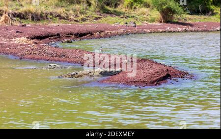 Großes Reptil-nilkrokodil mit geöffnetem Mund. Crocodylus niloticus, größtes Krokodil in Afrika, Chamo See, Arba Minch Äthiopien, Afrika Tierwelt Stockfoto
