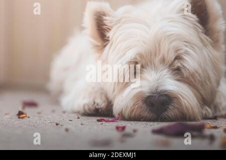 Ein Westhighland White Terrier genießt ein Mittagsschlaf Stockfoto