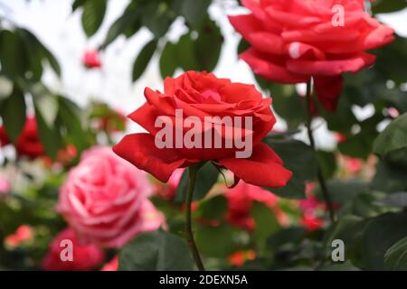 Nahaufnahme einer schönen roten Rose in einem Garten in Chengdu, China mit verschwommenem Hintergrund Stockfoto