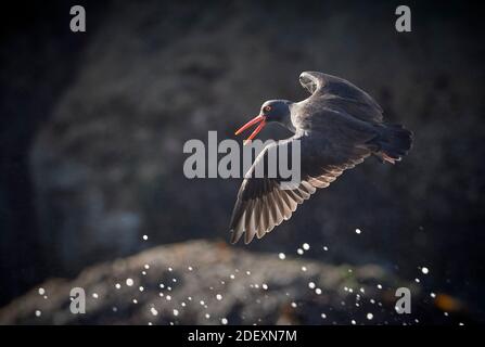 Ein Schwarzer Austernfischer (Haematopus bachmani) im Flug am Coquille Point, Teil des Oregon Islands National Wildlife Refuge bei Bandon, Oregon, USA. Stockfoto