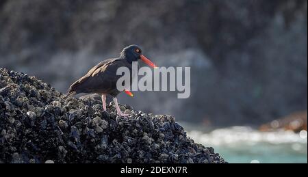 Ein Paar Schwarze Austernfischer (Haematopus bachmani) am Coquille Point, Teil des Oregon Islands National Wildlife Refuge in der Nähe von Bandon, Oregon, USA. Stockfoto