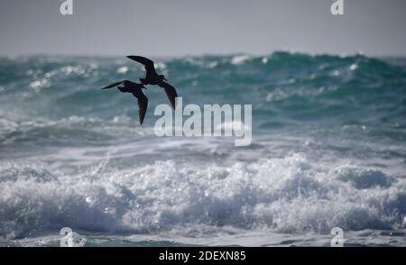 Schwarze Austernfischer (Haematopus bachmani) im Flug am Coquille Point, Teil des Oregon Islands National Wildlife Refuge bei Bandon, Oregon, USA. Stockfoto