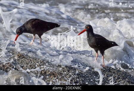 Schwarze Austernfischer (Haematopus bachmani) am Coquille Point, Teil des Oregon Islands National Wildlife Refuge in der Nähe von Bandon, Oregon, USA. Stockfoto