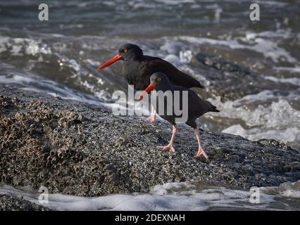 Schwarze Austernfischer (Haematopus bachmani) am Coquille Point, Teil des Oregon Islands National Wildlife Refuge in der Nähe von Bandon, Oregon, USA. Stockfoto