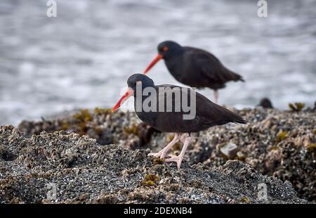 Schwarze Austernfischer (Haematopus bachmani) am Coquille Point, Teil des Oregon Islands National Wildlife Refuge in der Nähe von Bandon, Oregon, USA. Stockfoto