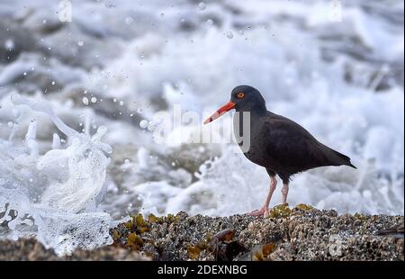 Ein schwarzer Austernfischer (Haematopus bachmani) am Coquille Point, Teil des Oregon Islands National Wildlife Refuge in der Nähe von Bandon, Oregon, USA. Stockfoto