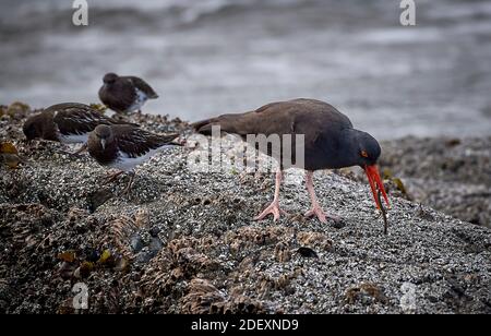 Ein Schwarzer Austernfischer (Haematopus bachmani) ernährt sich am Coquille Point, einem Teil des Oregon Islands National Wildlife Refuge in der Nähe von Bandon, Oregon, USA. Stockfoto