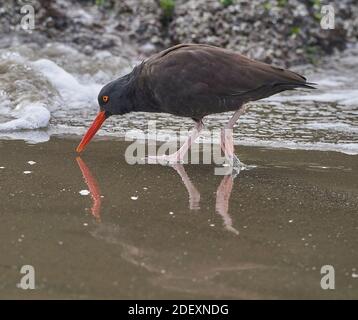 Ein schwarzer Austernfischer (Haematopus bachmani) am Coquille Point, Teil des Oregon Islands National Wildlife Refuge in der Nähe von Bandon, Oregon, USA. Stockfoto