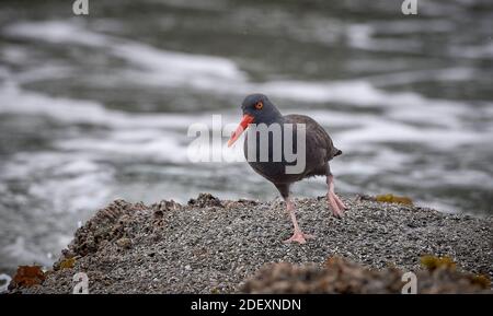 Ein schwarzer Austernfischer (Haematopus bachmani) am Coquille Point, Teil des Oregon Islands National Wildlife Refuge in der Nähe von Bandon, Oregon, USA. Stockfoto