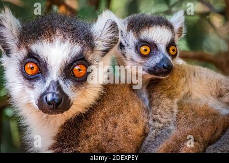 Ringschwanz Lemur Mutter und Baby Stockfoto
