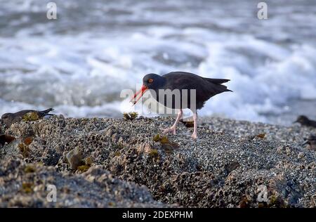 Ein Schwarzer Austernfischer (Haematopus bachmani) ernährt sich am Coquille Point, einem Teil des Oregon Islands National Wildlife Refuge in der Nähe von Bandon, Oregon, USA. Stockfoto