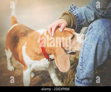Eine Frau in Jeans streichelt sanft einen fröhlichen, verspielten Beagle in einen roten Kragen, der sie anschnüffelt. Bekanntschaft. Freundschaft. Stockfoto