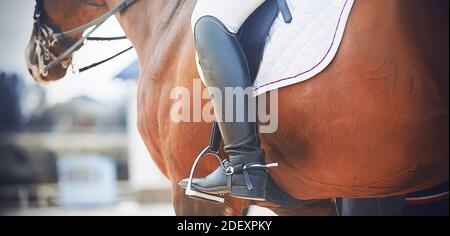 Auf einem Lorbeerpferd, mit seinen Füßen in den Steigbügeln, sitzt ein Reiter in schwarzen Stiefeln mit Spornen. Pferdesport. Reiten. Dressur. Stockfoto