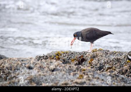 Ein Schwarzer Austernfischer (Haematopus bachmani) ernährt sich am Coquille Point, einem Teil des Oregon Islands National Wildlife Refuge in der Nähe von Bandon, Oregon, USA. Stockfoto