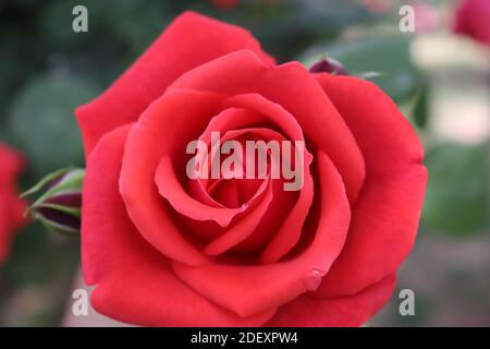 Nahaufnahme der schönen roten Rose in einem Garten in Chengdu, China Stockfoto
