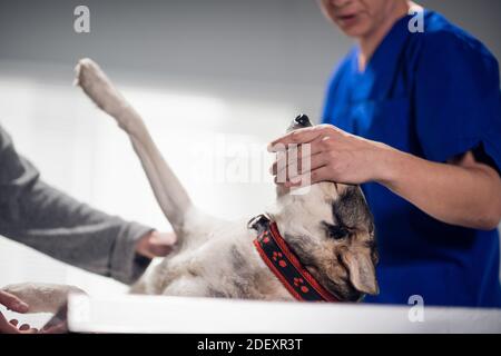 Behandlung eines Hundes in einer Tierklinik. Stockfoto
