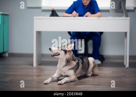 Ein süßer Husky Hund, der auf dem Boden in einer Tierarztklinik liegt. Stockfoto