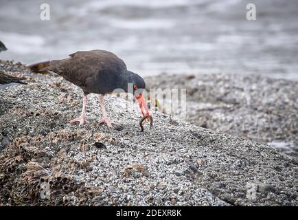 Ein Schwarzer Austernfischer (Haematopus bachmani) ernährt sich am Coquille Point, einem Teil des Oregon Islands National Wildlife Refuge in der Nähe von Bandon, Oregon, USA. Stockfoto