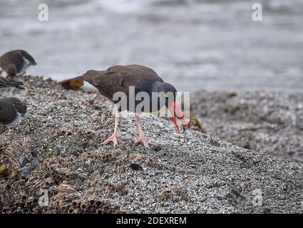 Ein Schwarzer Austernfischer (Haematopus bachmani) ernährt sich am Coquille Point, einem Teil des Oregon Islands National Wildlife Refuge in der Nähe von Bandon, Oregon, USA. Th Stockfoto