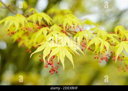 Frühes Frühlingslaub und kleine rote Blüten von Acer palmatum 'Katsura' (P) Japanischer Ahorn 'Katsura' Stockfoto