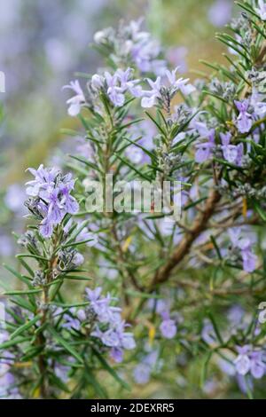 Blaue Blüten von Rosmarin 'Green Ginger'. Rosmarinus officinalis 'Grüner Ingwer' Stockfoto