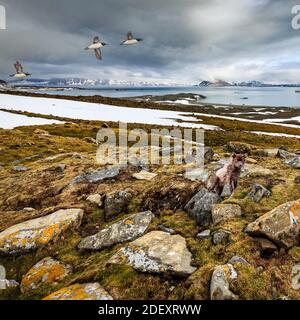 Lebensraum des arktischen Fuchses Stockfoto