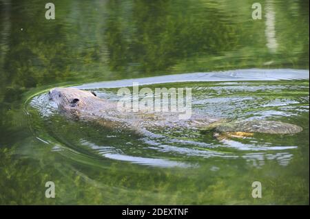 Erwachsene Europäische Biber (Rizinusfaser) schwimmen Stockfoto