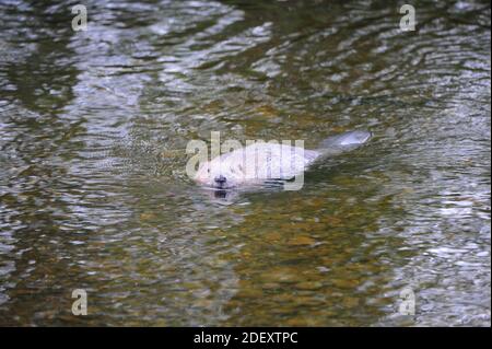 Europäischer Biber (Rizinusfaser) mit abgeflachtem Schwanz. Stockfoto