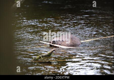 Europäischer Biber (Rizinusfaser), der Rinde von einem kleinen Ast frisst, wie Mais auf dem Kob. Stockfoto