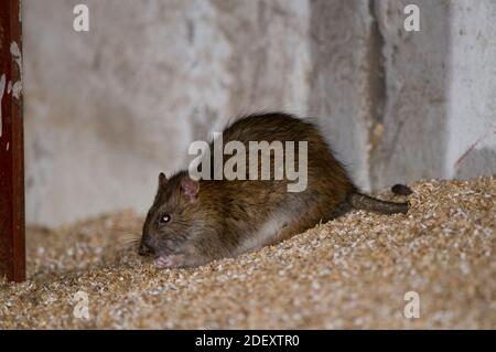 Braune Ratte (Rattus norvegicus) Fütterung auf Bauernhof Getreidehaufen. Stockfoto