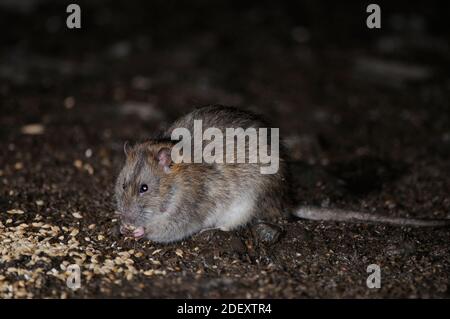 Brown Rat (Rattus norvegicus) Fütterung von verschüttetem Getreide in der Farm Stockfoto